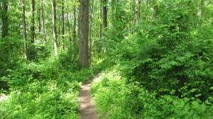 Wooded Trail at Stateline